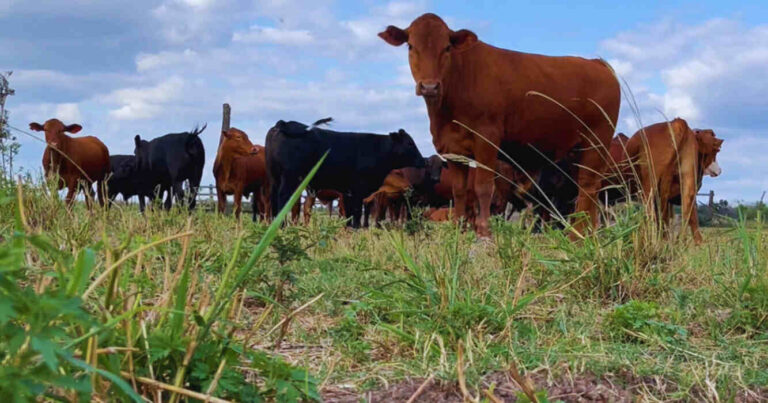 Forraje, Ganadería, Pasturas, NEA