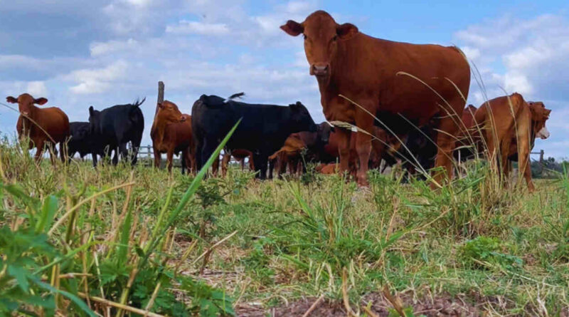 Forraje, Ganadería, Pasturas, NEA
