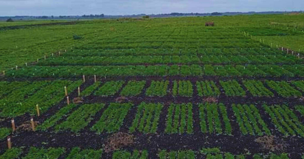 Forraje, Ganadería, Pasturas