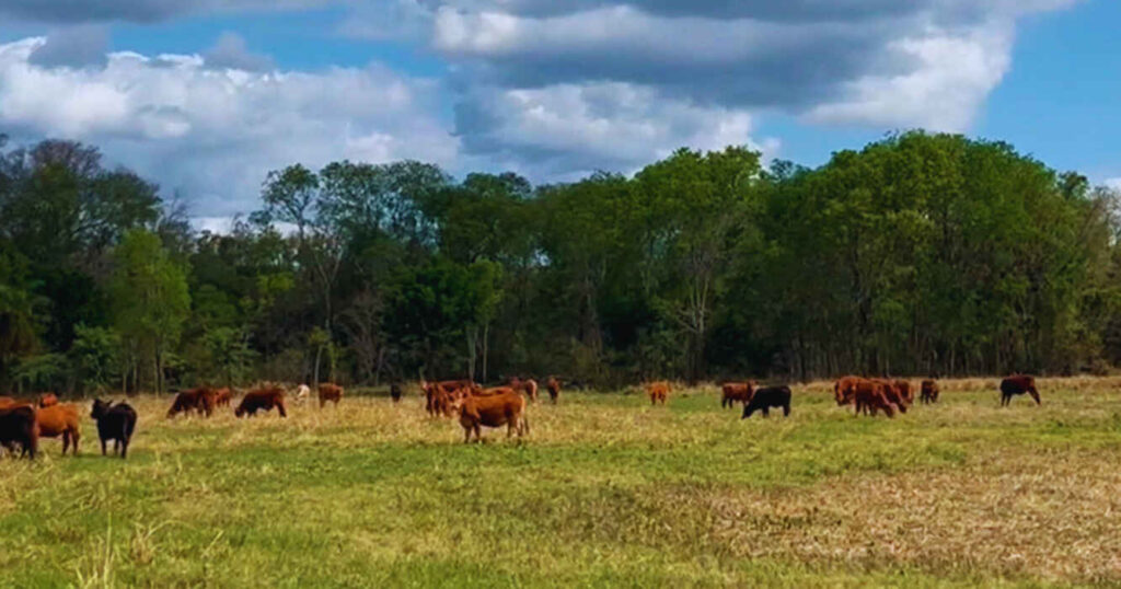 Forraje, Ganadería, Pasturas, NEA