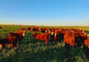 Forraje, Ganadería, Pasturas