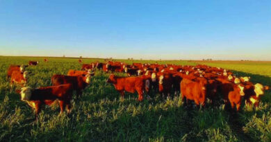 Forraje, Ganadería, Pasturas