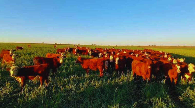 Forraje, Ganadería, Pasturas