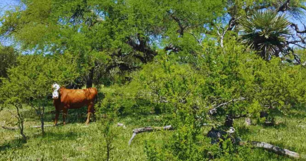 Ganadería, Bosques Nativos