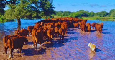 Ganadería. Inundaciones, Lluvias, El Niño, Hacienda