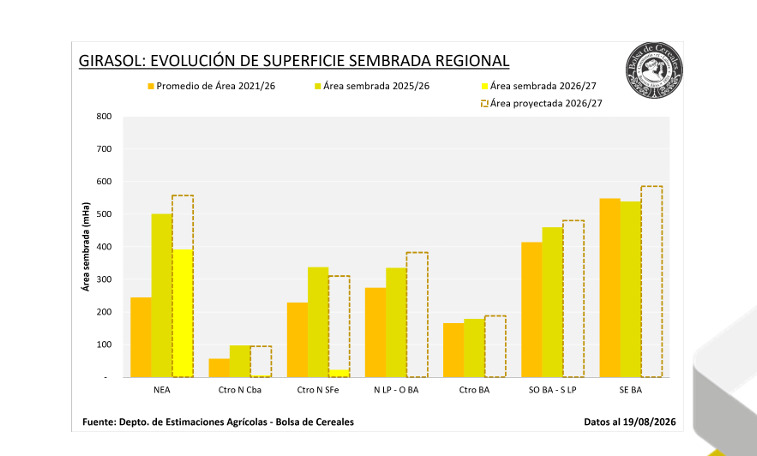 Girasol, siembra