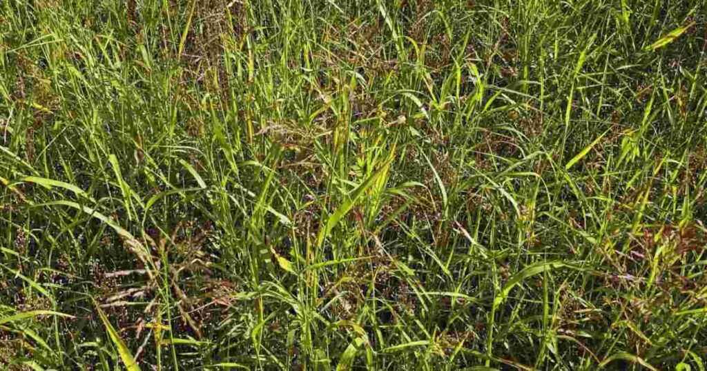 Gramíneas, Malezas, Agricultura