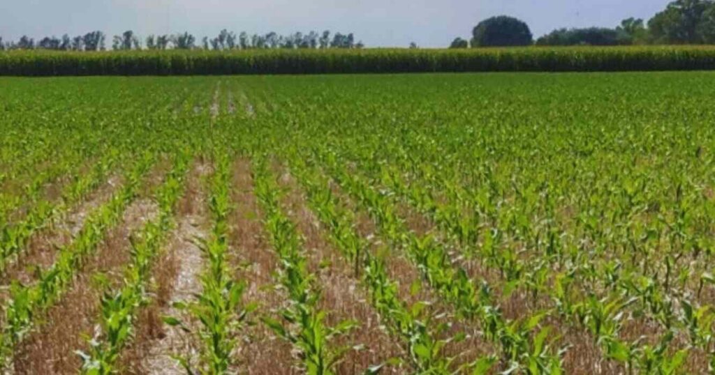 Maíz, Híbridos, Agricultura