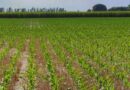 Maíz, Híbridos, Agricultura