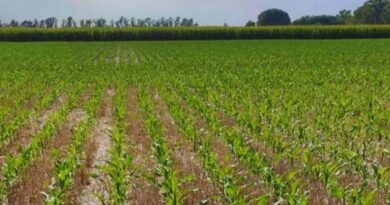 Maíz, Híbridos, Agricultura