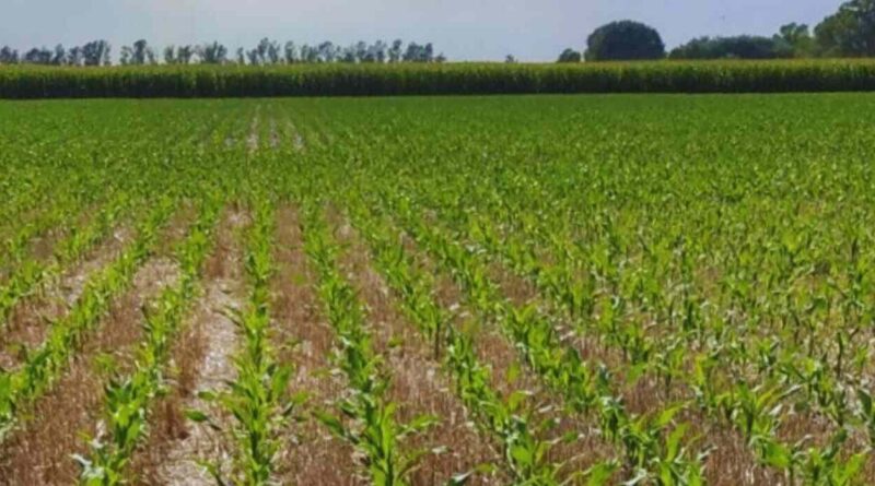 Maíz, Híbridos, Agricultura