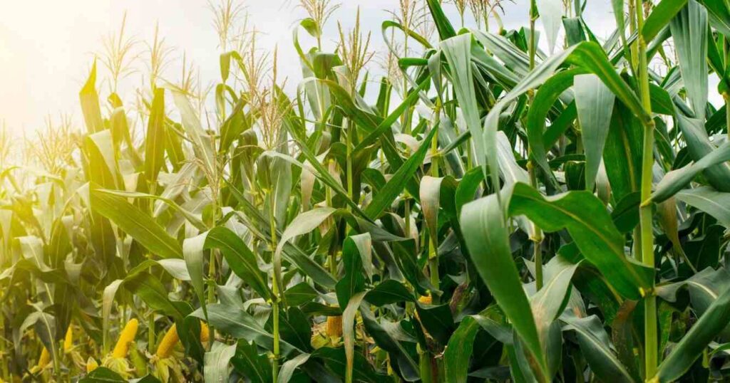 Maíz, Ciencia, Agricultura