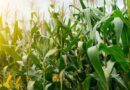 Maíz, Ciencia, Agricultura
