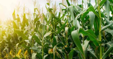 Maíz, Ciencia, Agricultura