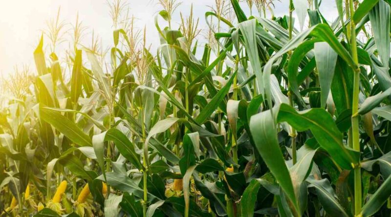 Maíz, Ciencia, Agricultura