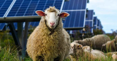 Ovejas, Paneles Solares, Producción Ovina