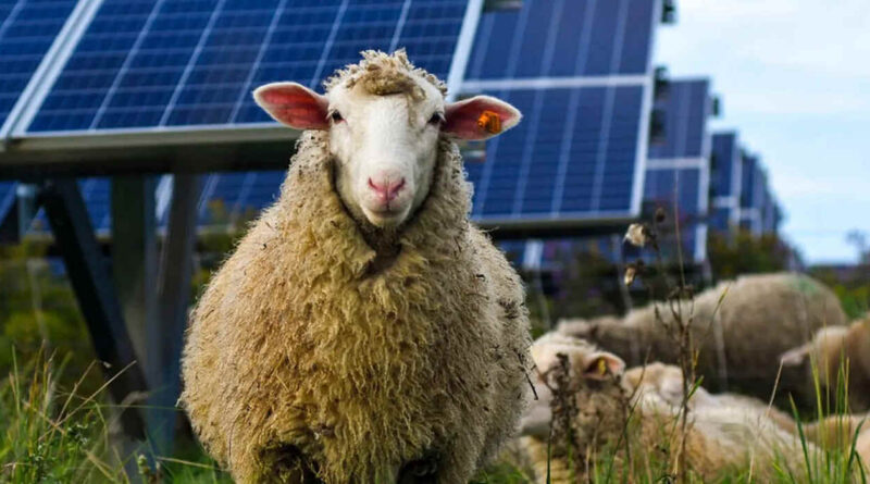 Ovejas, Paneles Solares, Producción Ovina