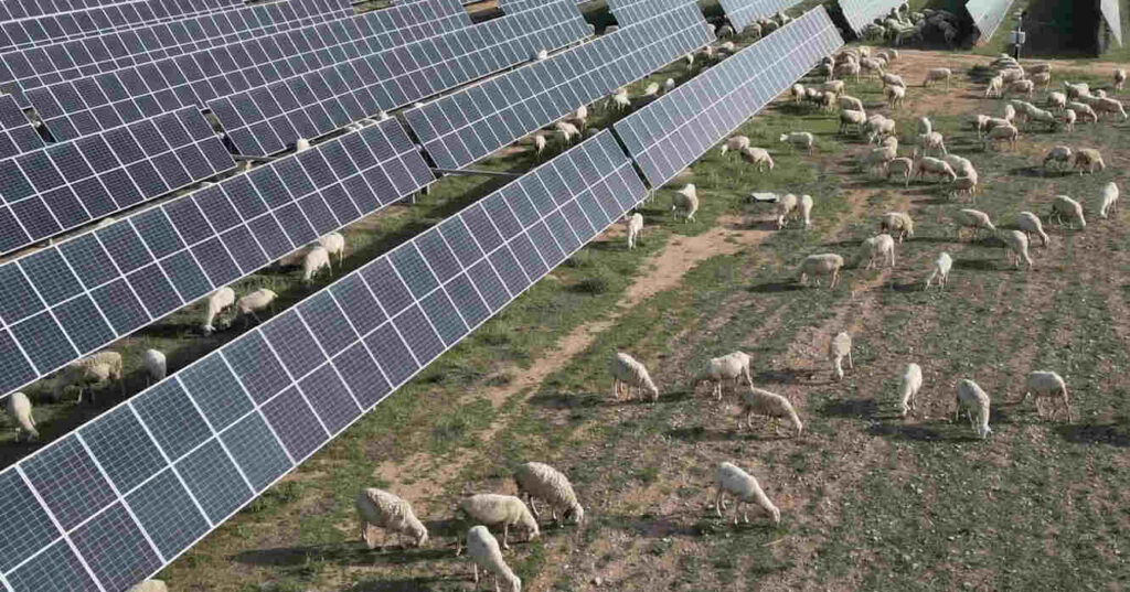 Ovejas, Paneles Solares, Producción Ovina