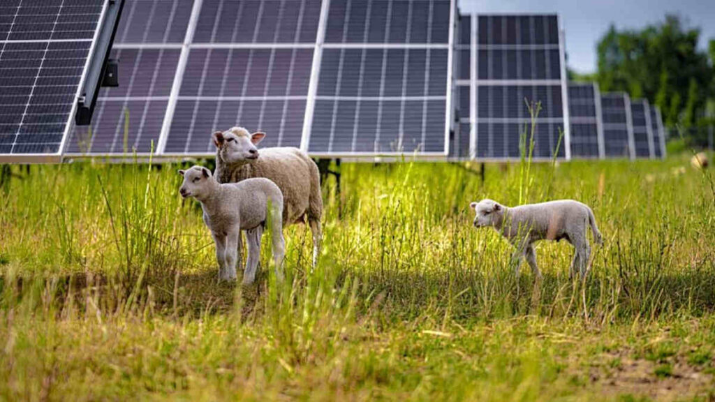Ovejas, Paneles Solares, Producción Ovina