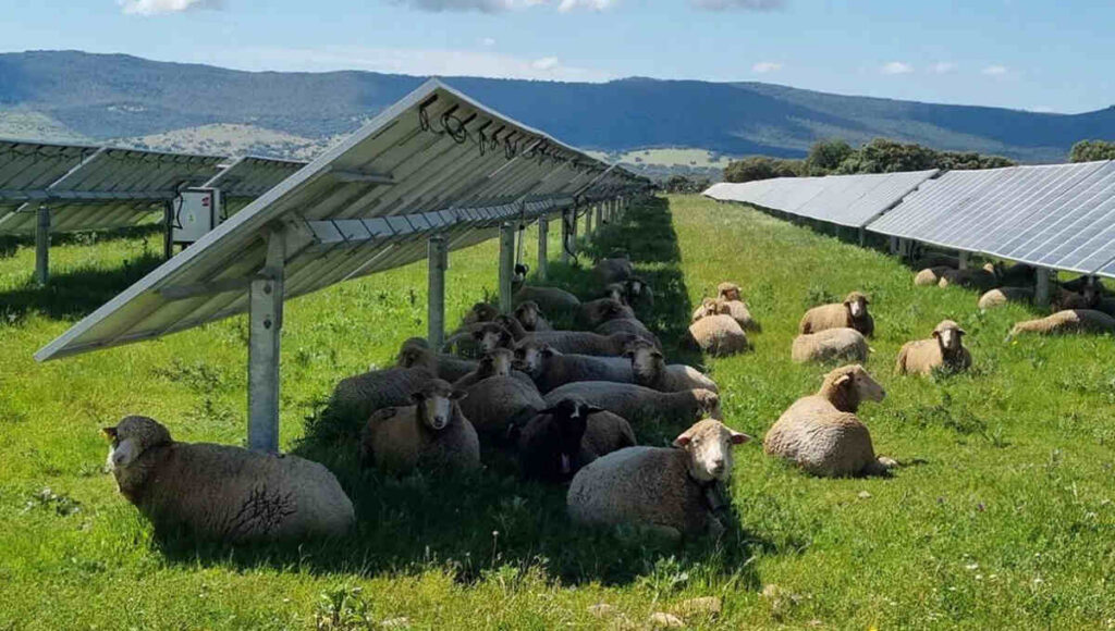Ovejas, Paneles Solares, Producción Ovina
