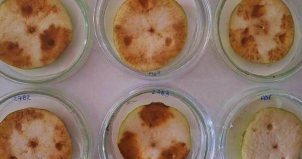 Peras, Bacteria, Frutas