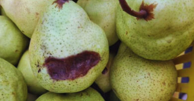 Peras, Bacteria, Frutas