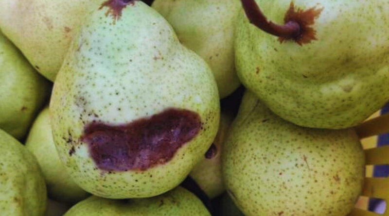 Peras, Bacteria, Frutas