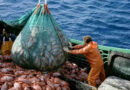 Pesca ilegal, pescados, barco