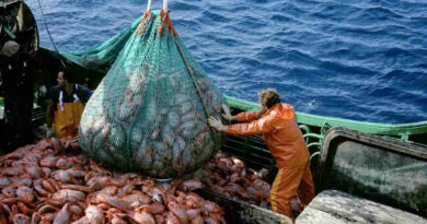 Pesca ilegal, pescados, barco