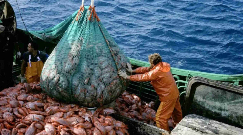 Pesca ilegal, pescados, barco