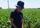 Soja, Agricultura