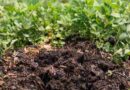 Suelos, INTA, Agricultura