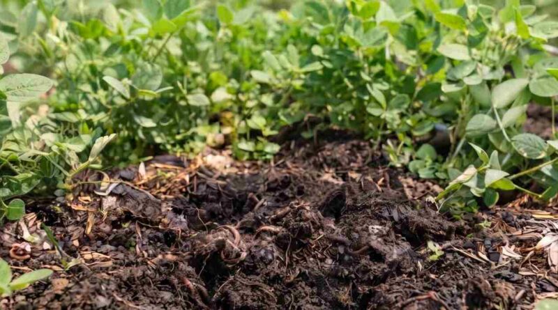 Suelos, INTA, Agricultura