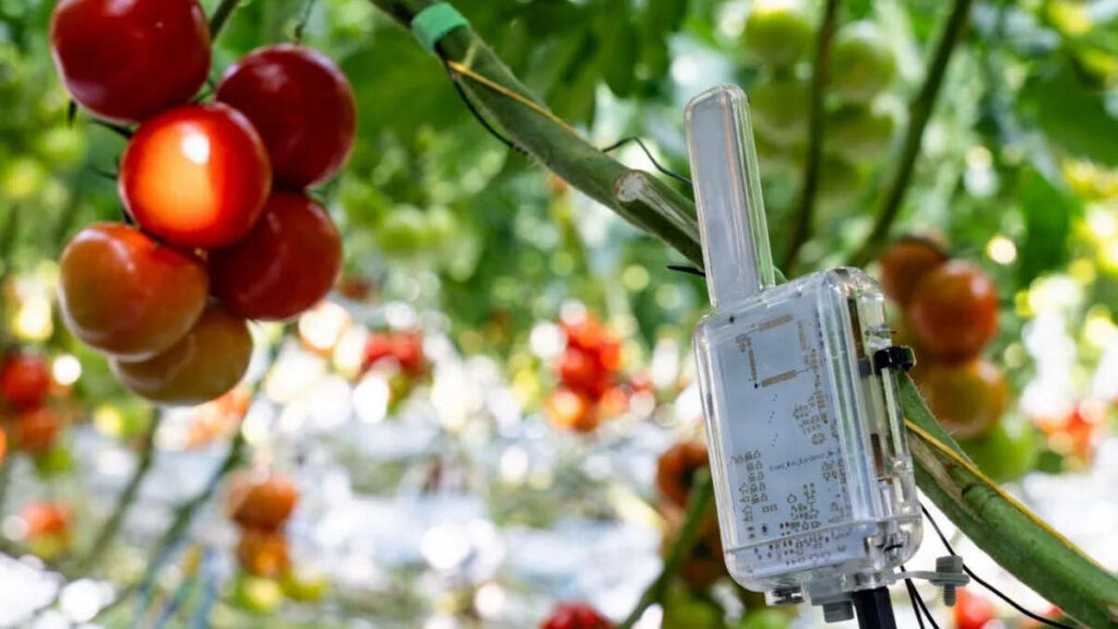 Tecnología, Plantas, Frutas