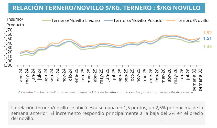 Ternero, Novillo