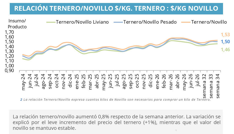 Ternero, Novillo