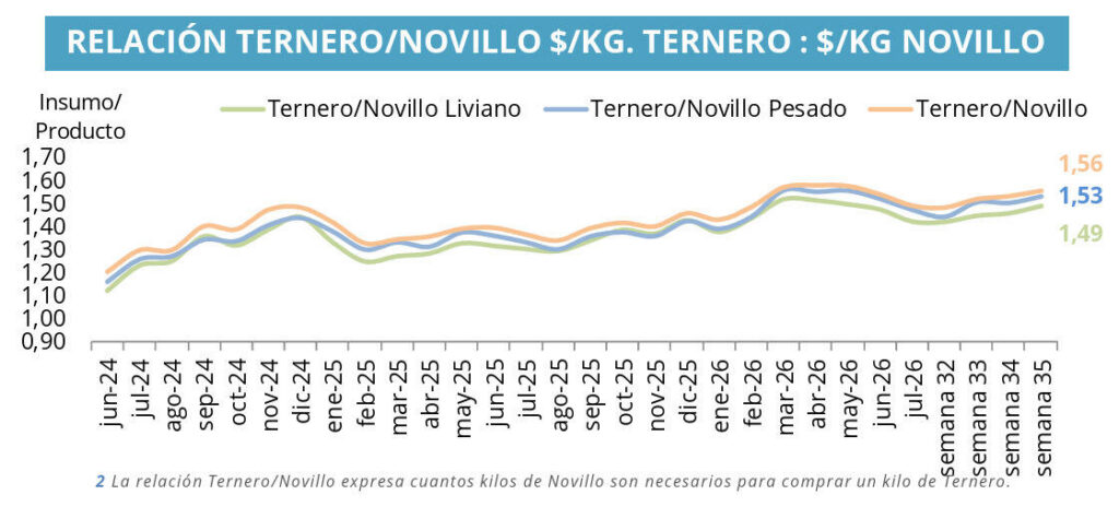 Ternero, Novillo