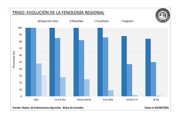 Trigo, Fenología