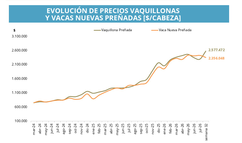 Vacas, Vaquillonas
