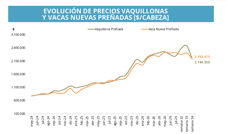 Vacas, Vaquillonas