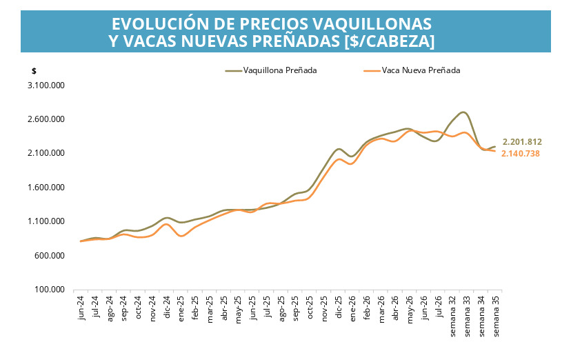 Vacas, Vaquillonas