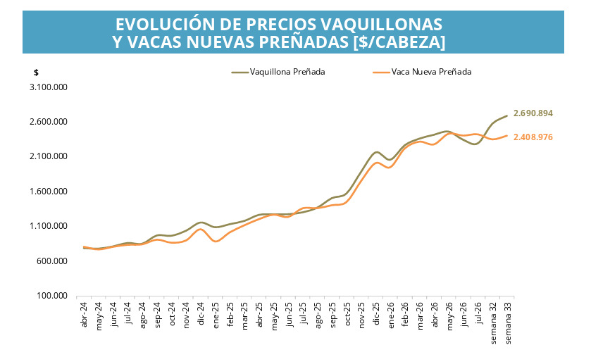 Vaquillonas, Preñez, Cría