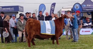Semana Angus de Primavera, Campeona Hembra