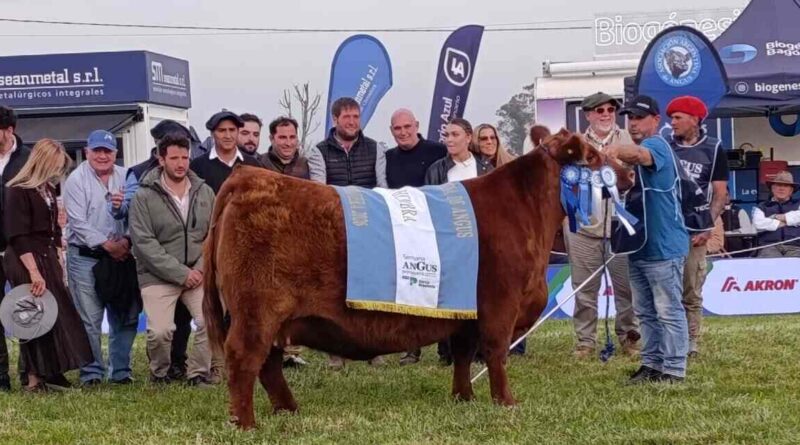 Semana Angus de Primavera, Campeona Hembra