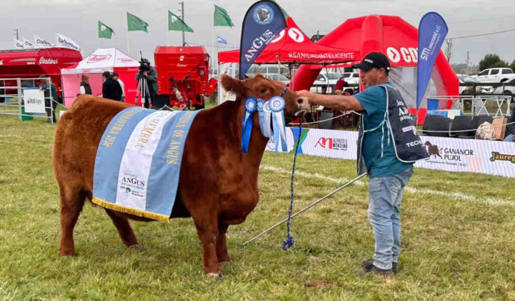 Semana Angus de Primavera, Campeona Hembra