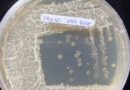 Bacteria, Oxígeno