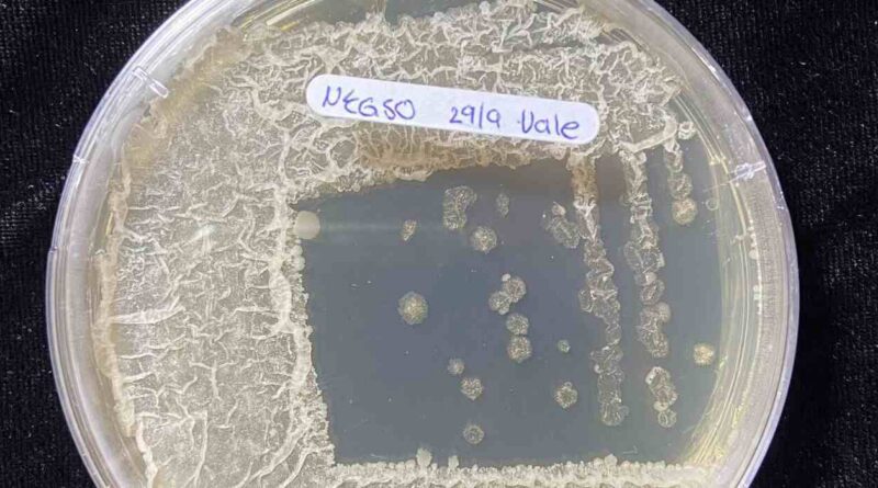 Bacteria, Oxígeno