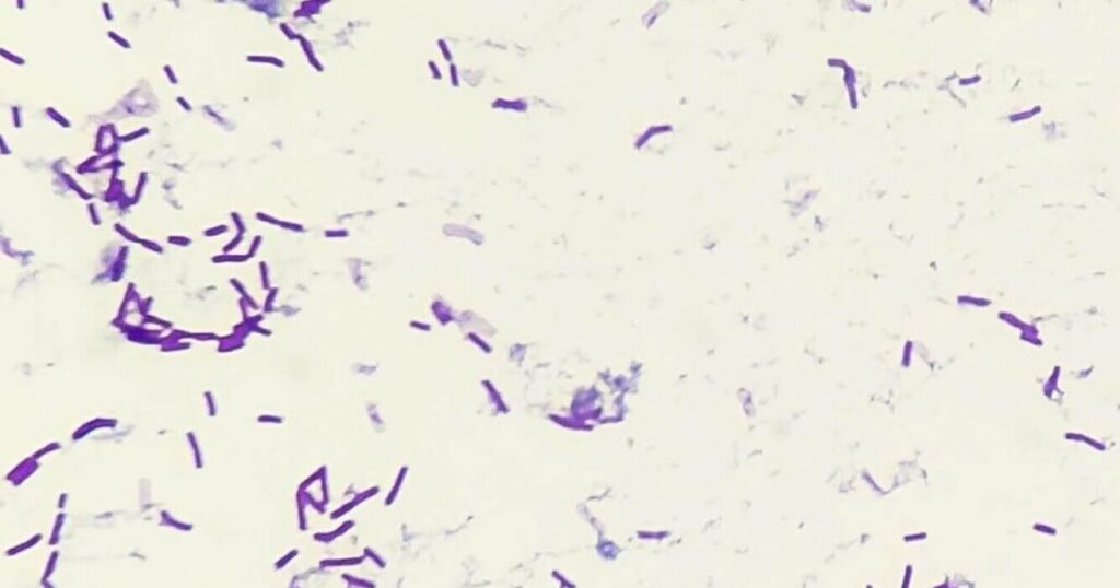 Bacteria, Oxígeno