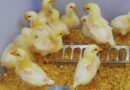 Bronquitis Aviar, Sector Avícola, Pollos