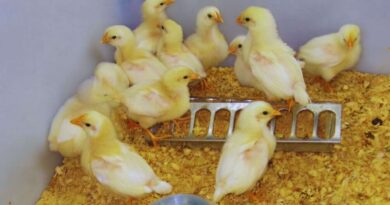 Bronquitis Aviar, Sector Avícola, Pollos